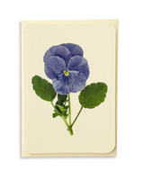 Pansy IV Greeting Card | Birthday Card