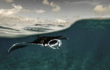 Wild Ocean: A Journey to the Earth's Last Wild Coasts: Hardcover