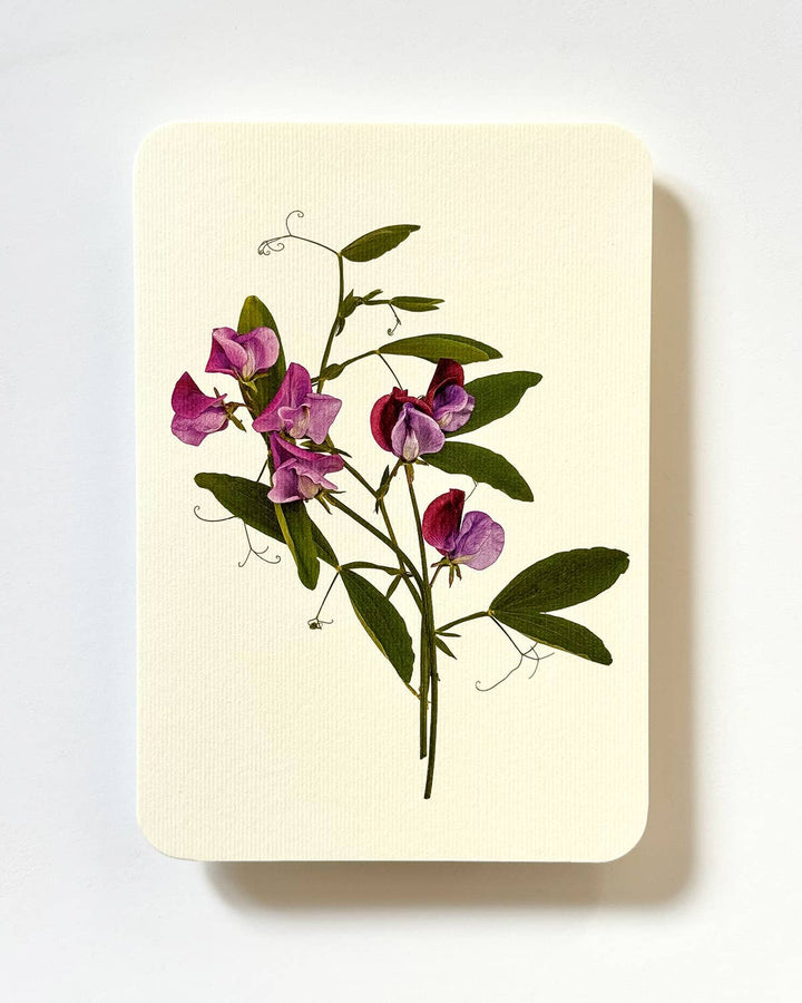 Violet Sweet Peas Greeting card | Birthday Card