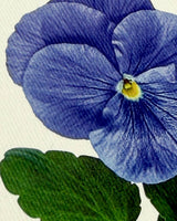 Pansy IV Greeting Card | Birthday Card