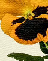 Pansy III Greeting Card | Birthday Card