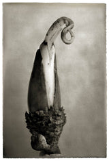 Oak: From Seed to Ancient Tree: Hardcover