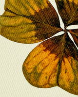 Four Leaf Clover Greeting Card | Birthday Card