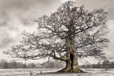 Oak: From Seed to Ancient Tree: Hardcover