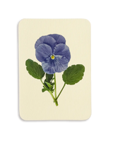 Pansy IV Greeting Card | Birthday Card