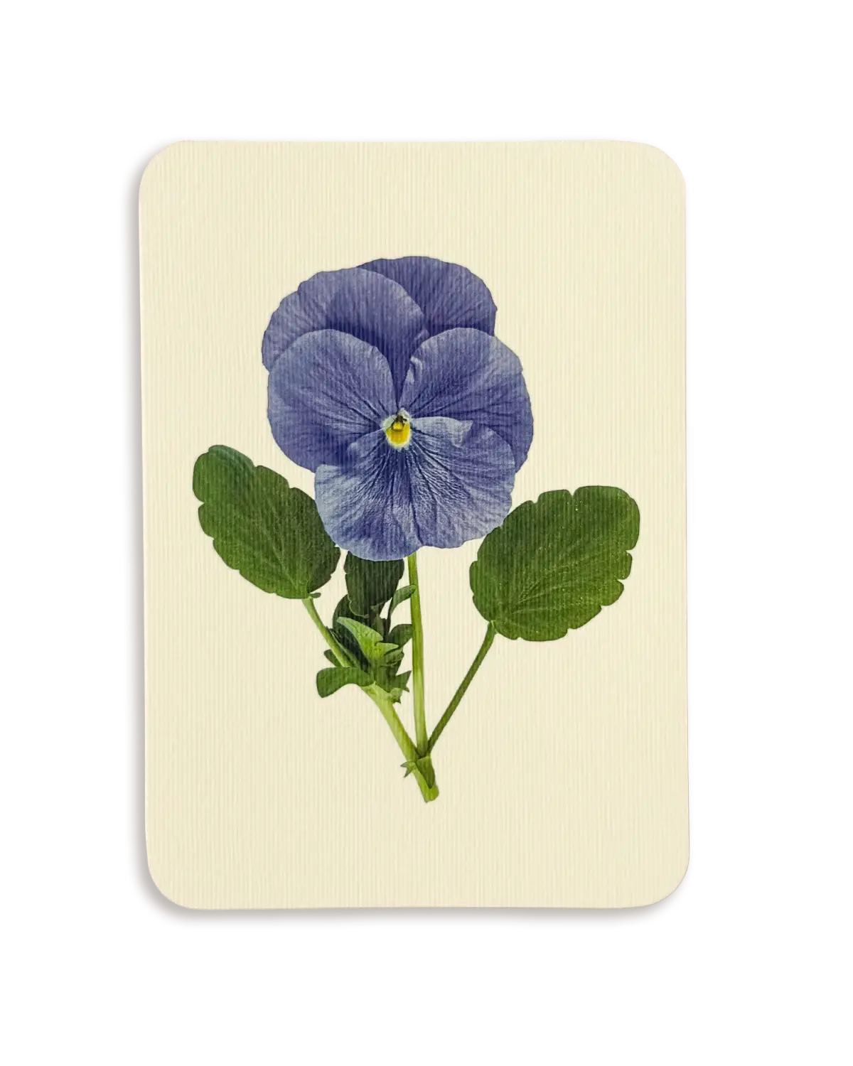 Pansy IV Greeting Card | Birthday Card