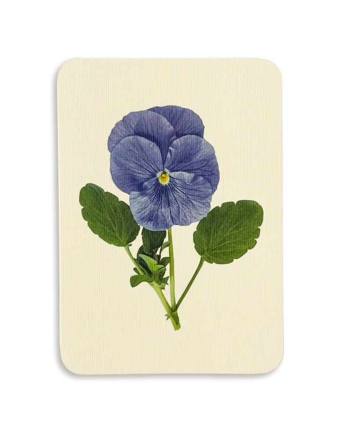 Pansy IV Greeting Card | Birthday Card
