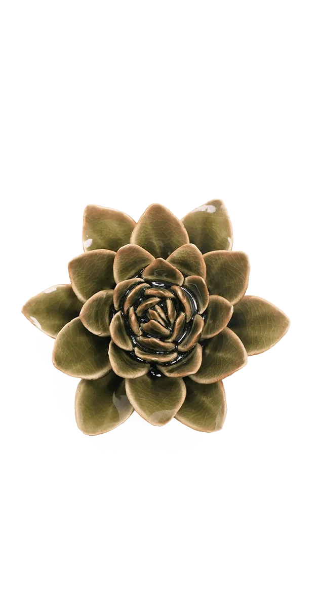 Olive Green Echeveria