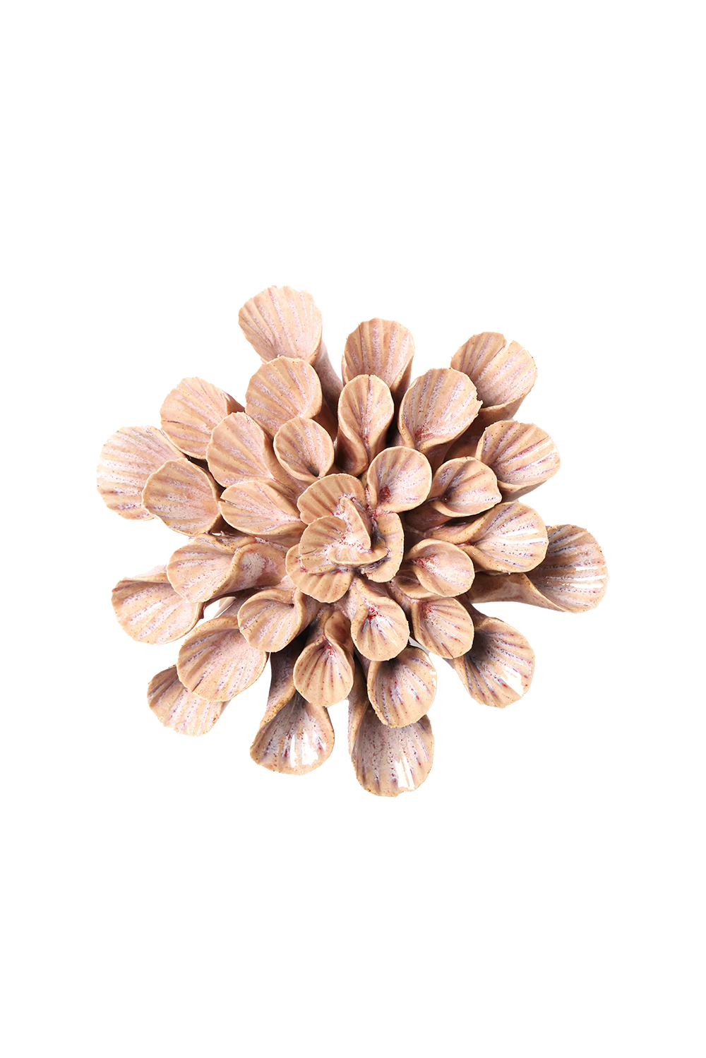 Pink Sand Great Star