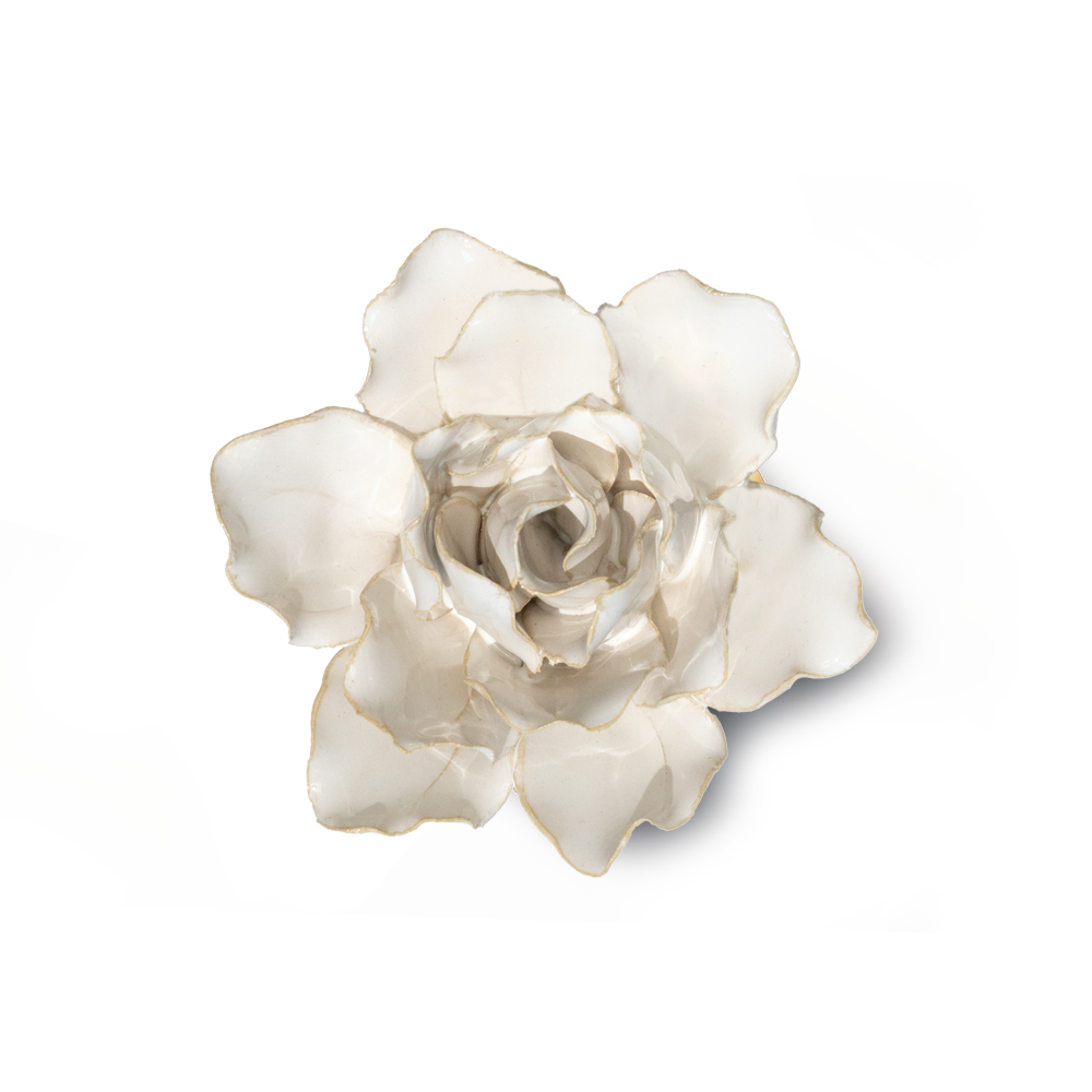 Ivory Stargazer