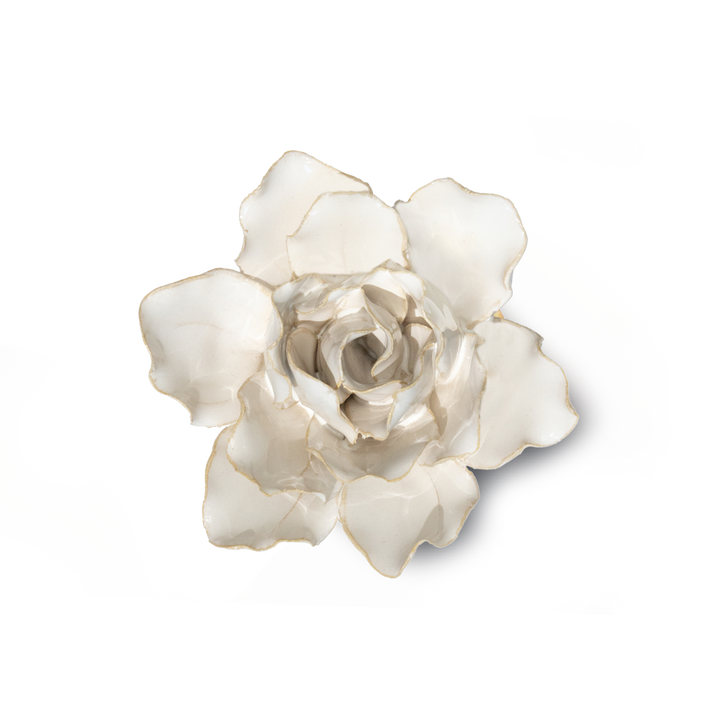 Ivory Stargazer