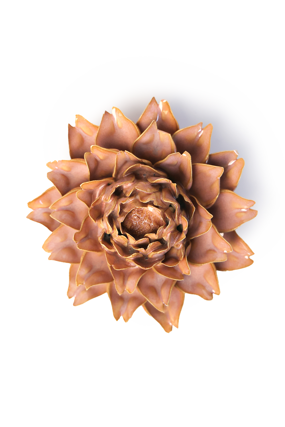 Rose Pink Protea