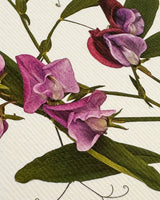 Violet Sweet Peas Greeting card | Birthday Card