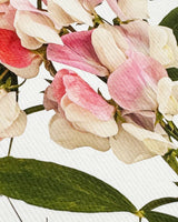 Pink Sweet Peas Greeting Card | Birthday Card | Luxury Cards