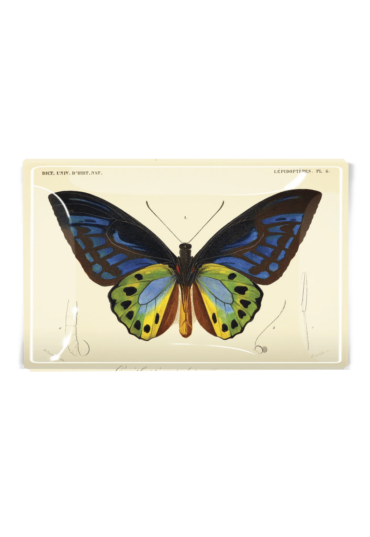 Decoupage Tray Tropical Butterfly No. 6