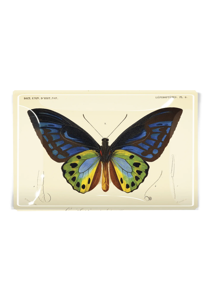Decoupage Tray Tropical Butterfly No. 6