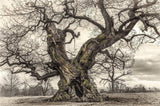 Oak: From Seed to Ancient Tree: Hardcover