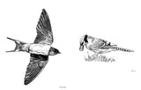 Slow Birding
