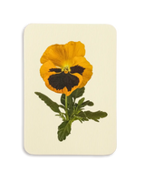 Pansy III Greeting Card | Birthday Card
