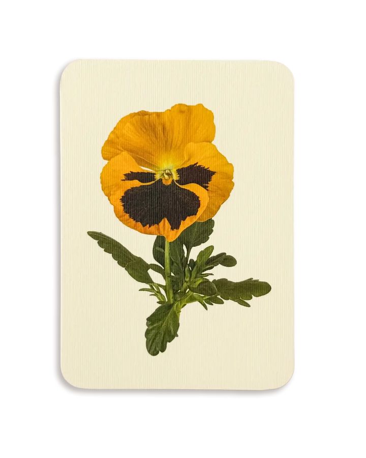 Pansy III Greeting Card | Birthday Card