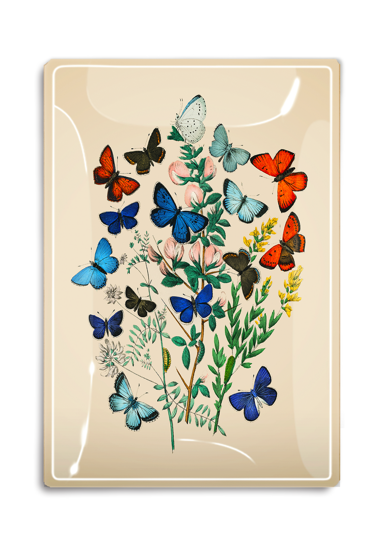 Decoupage Tray Swirling Butterflies