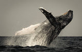 Wild Ocean: A Journey to the Earth's Last Wild Coasts: Hardcover