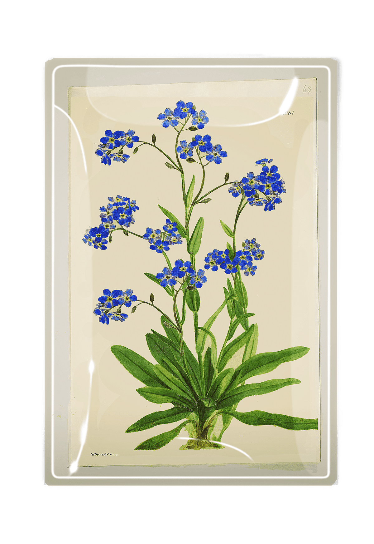 Decoupage Tray Forget Me Nots