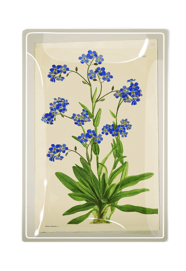 Decoupage Tray Forget Me Nots