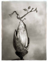 Oak: From Seed to Ancient Tree: Hardcover