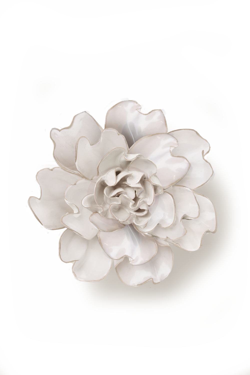 Ivory Larkspur