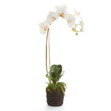 Home Orchid Drop-In 26"