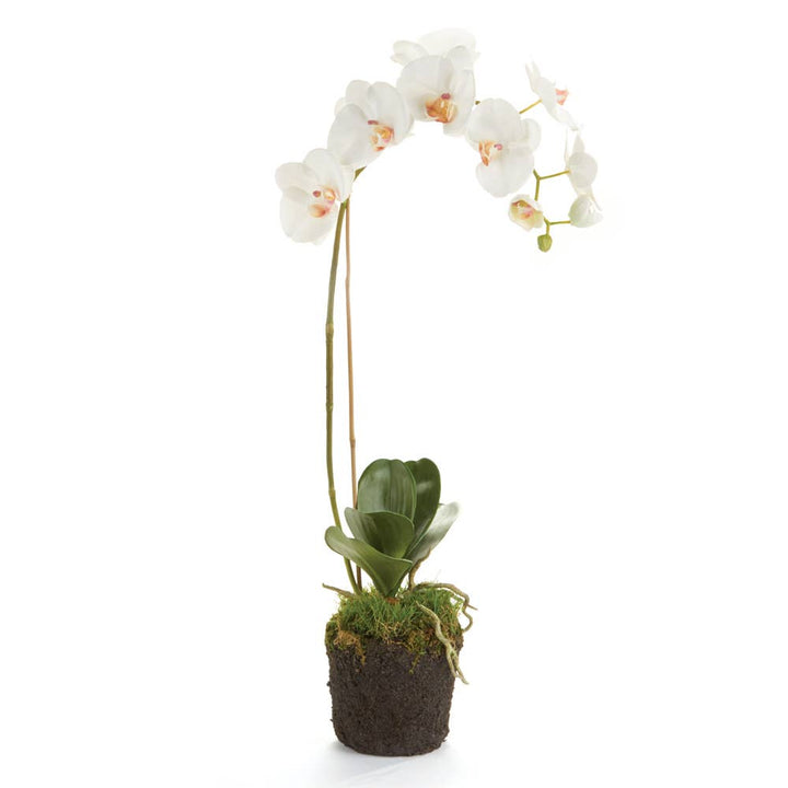 Home Orchid Drop-In 26"