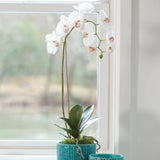 Home Orchid Drop-In 26"