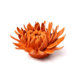 Orange Mum
