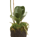 Home Orchid Drop-In 26"