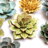 Green Medium Succulent