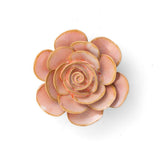 Pink Ranunculus