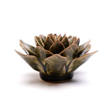 Green Echeveria