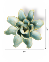 Robin's Egg Blue Aurora Water Lily