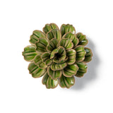Green Petunia