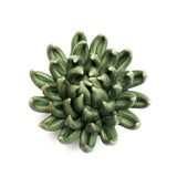 Green Large Succulent
