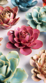 Pink Begonia