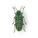 Brooch Lamprodila Beetle Pin