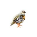 Brooch Fool Quail