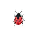 Brooch Lucky Lady Beetle