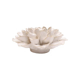 White Water Lily