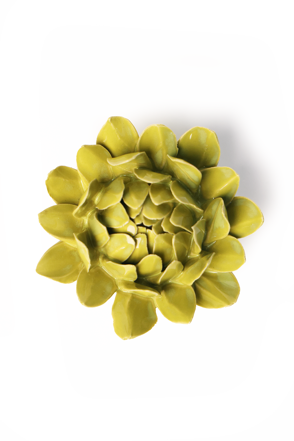 Chartreuse Sugarbush Protea