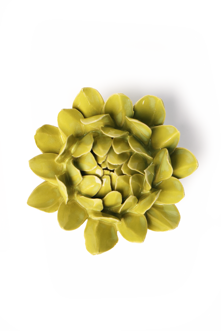 Chartreuse Sugarbush Protea
