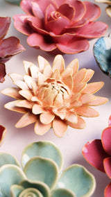 Pink Strawflower