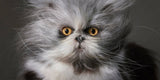 Feline